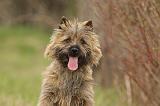 CAIRN TERRIER 654